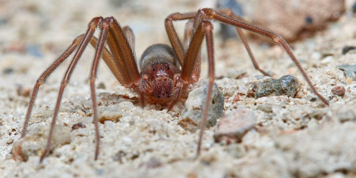 ‘violin’ spider said to have killed man in italy: what risk in france?