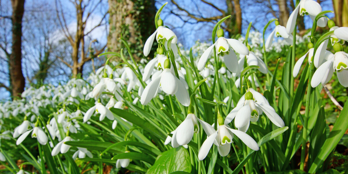 Snowdrops for hope and salvia for colour in a february french garden