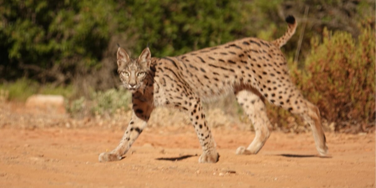 Lynx spotting adventure gives hope to reintroduction scheme in france