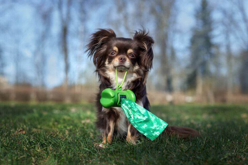 A dog holding a roll of dog poop bags