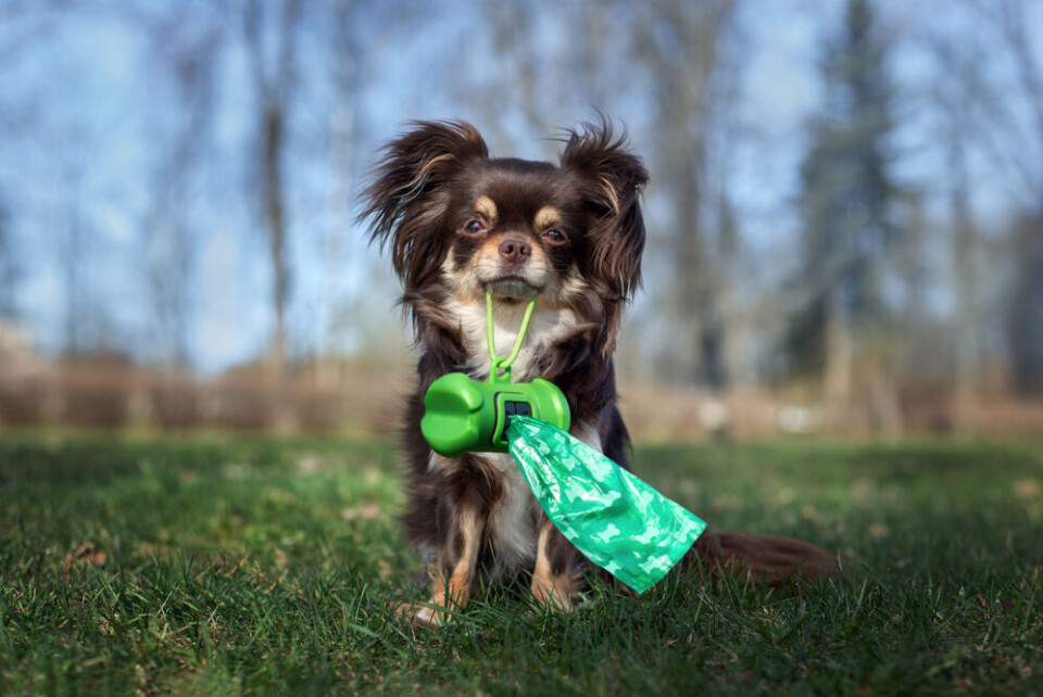 A dog holding a roll of dog poop bags