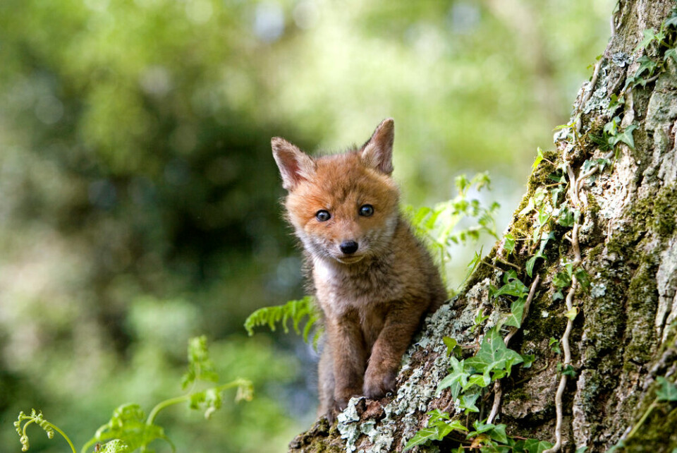 A view of a curious baby fox cub in France