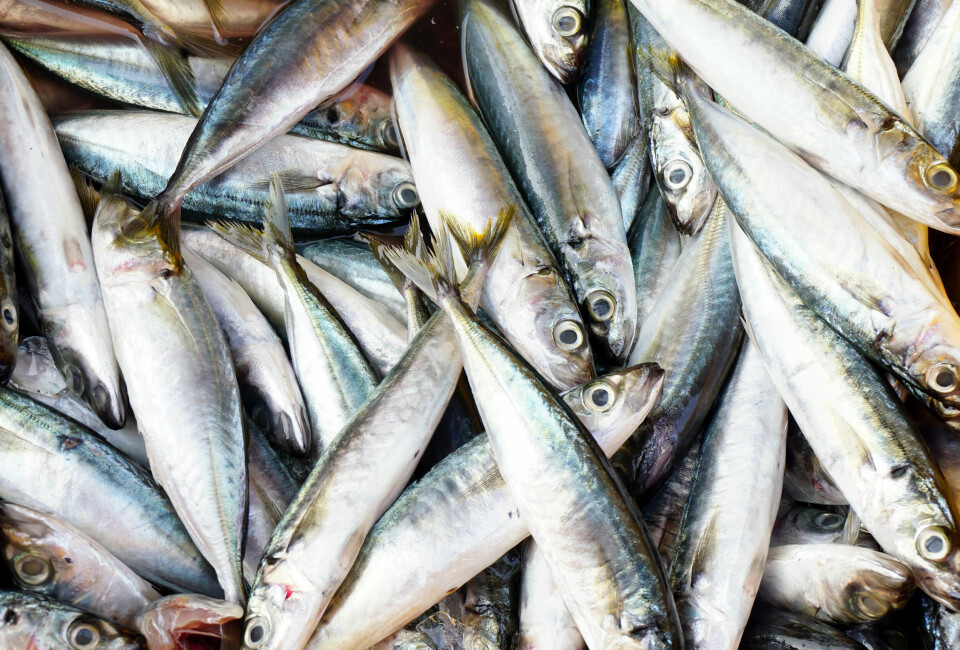 A close-up photo of sardine fish in a pile