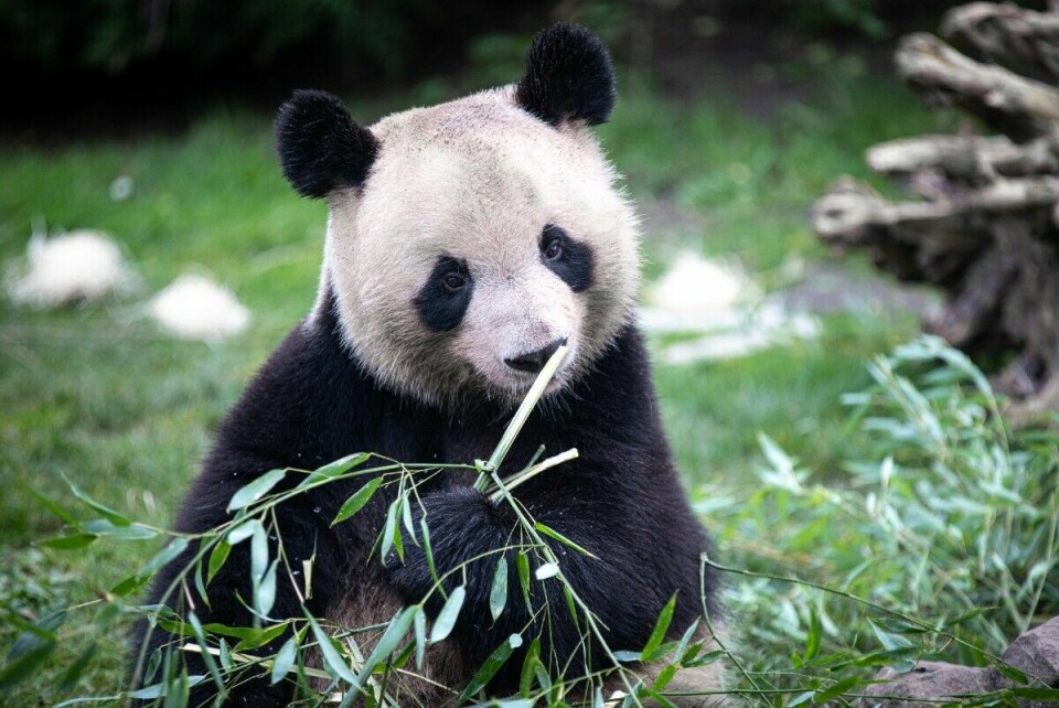 Panda Yuan Meng pictured at Beauval Zoo