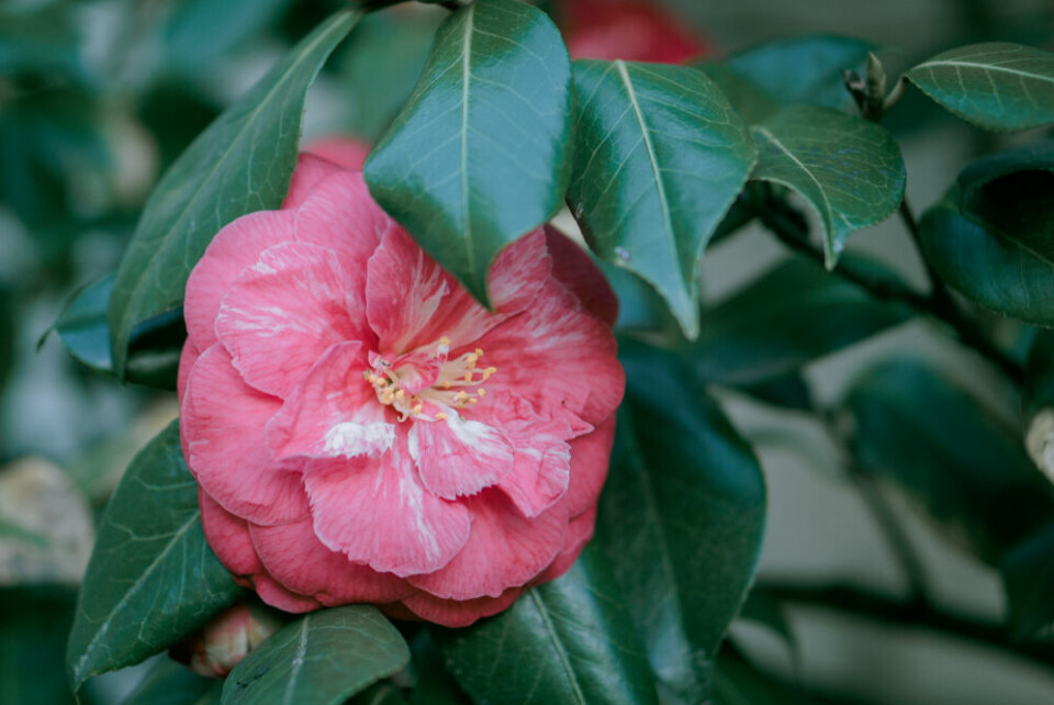 Winter flowers: The ‘extraordinary’ history of France’s camellias