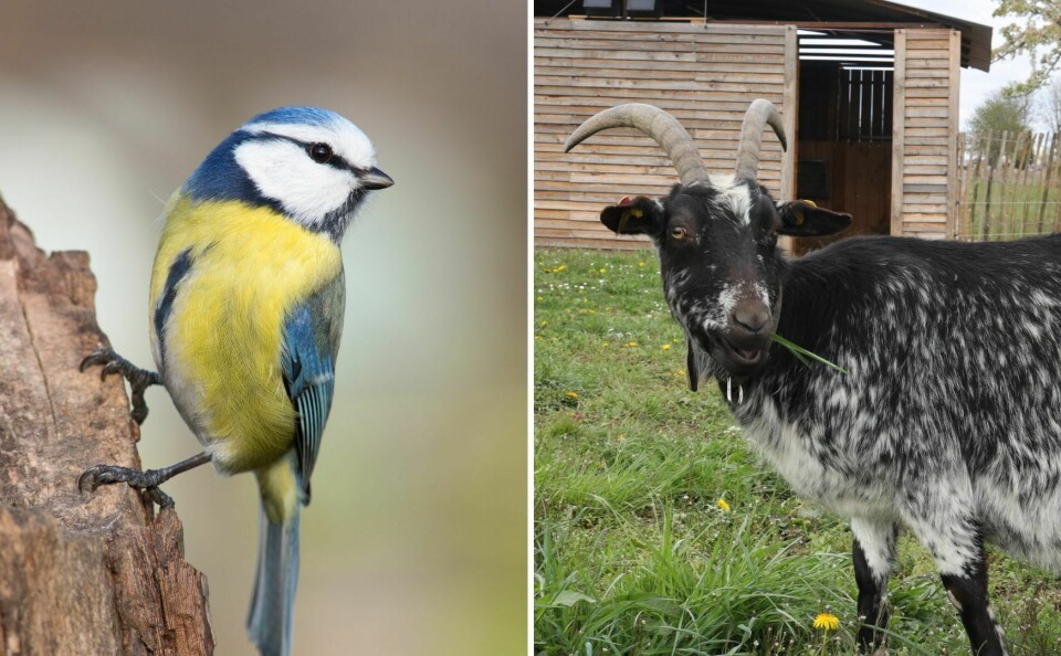 Blue tit and goat