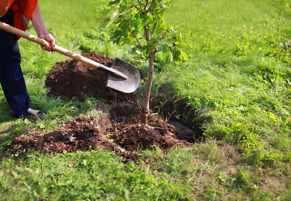 A photo of a man planting a tree