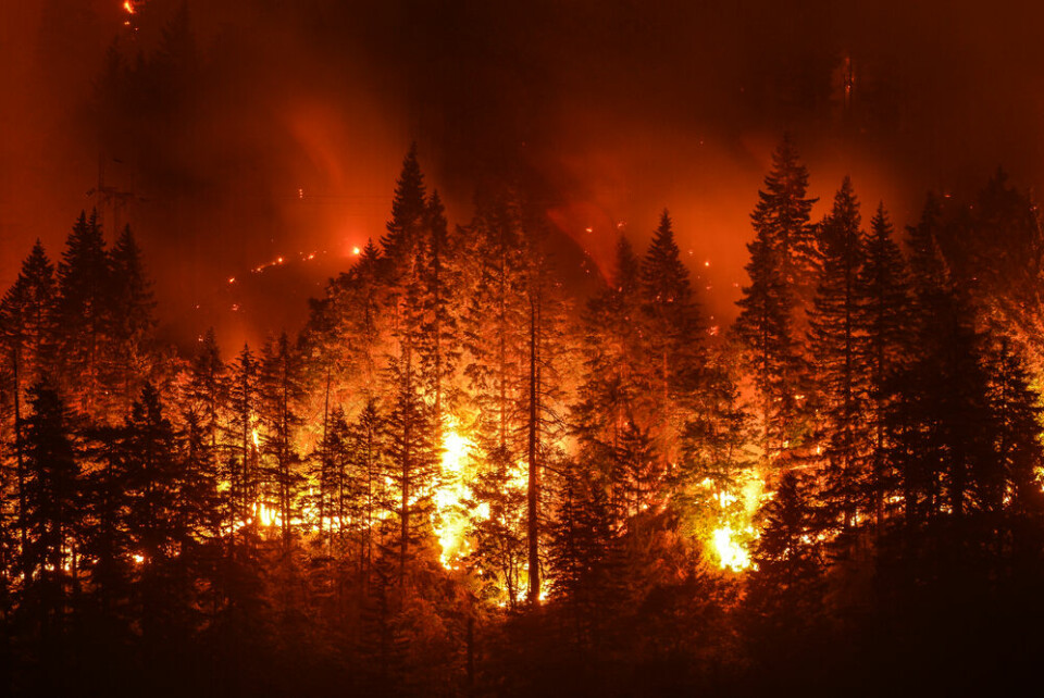 A forest fire in a pine forest