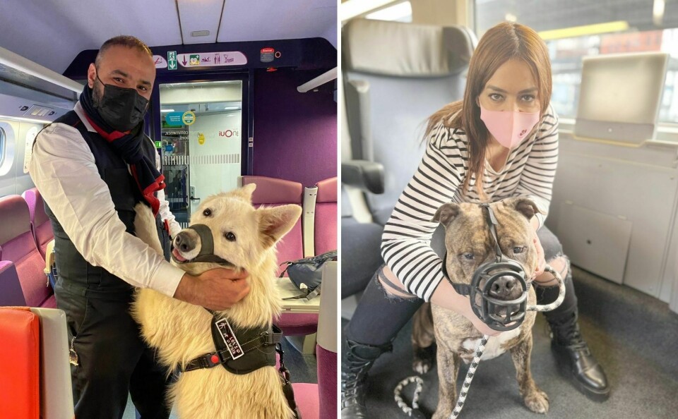 SNCF staff taking adopted dogs to new families by train