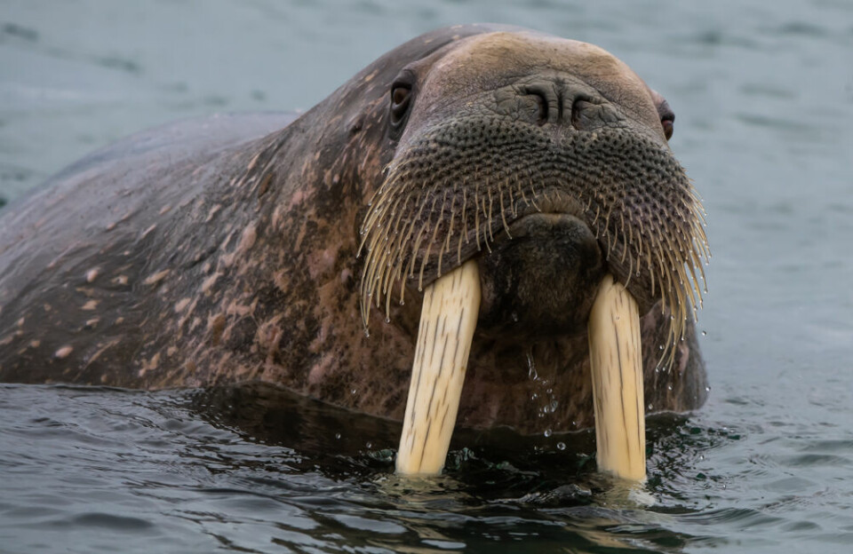 A photo of a walrus in water