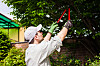Man pruning tree