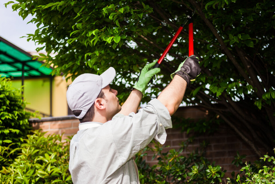 Minerva Studio / Shutterstock Man pruning tree