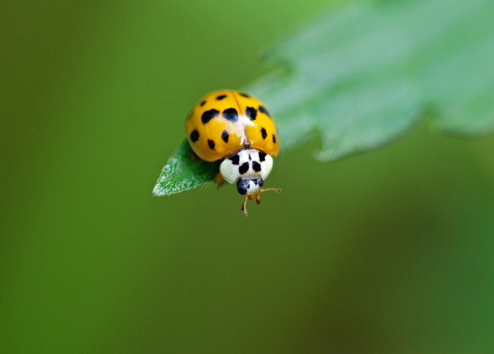 An Asian ladybeetle on a leaf