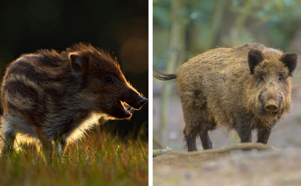 Ondrej Prosicky / Rudmer Zwerver / Shutterstock