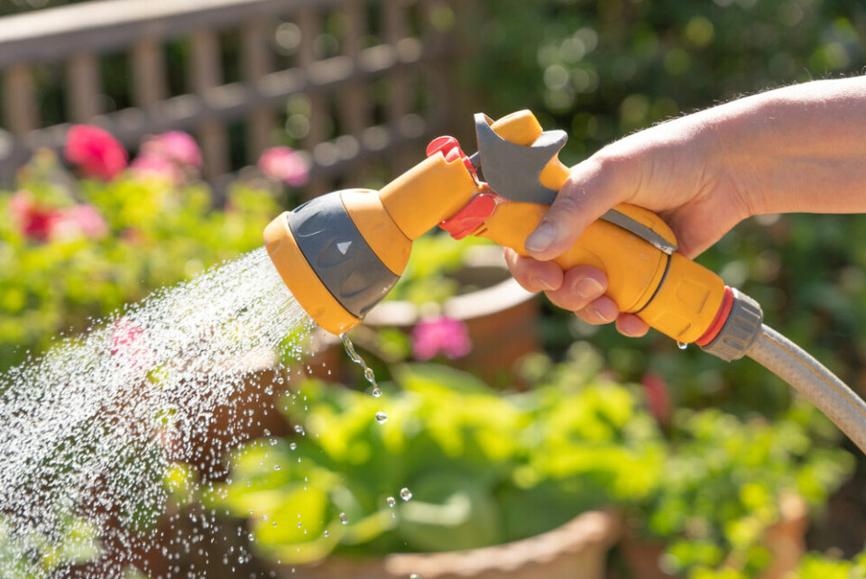 A watering hose being used to water flowers in a garden