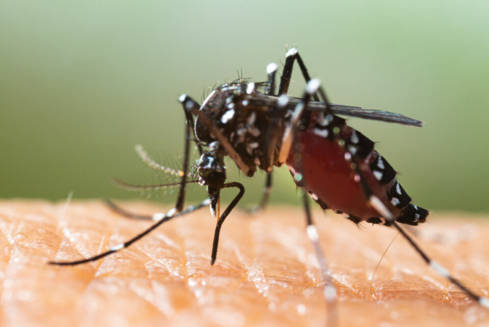A close-up of a tiger mosquito biting a human, against a blurred background
