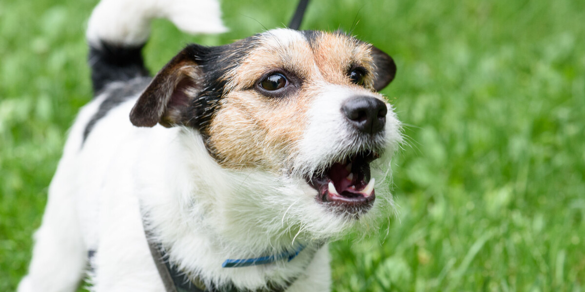 Noisy neighbours in france: how can i stop a dog barking incessantly?