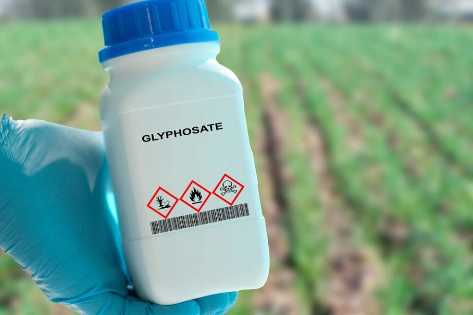 A view of a crop field and someone wearing gloves holding a bottle of glyphosate