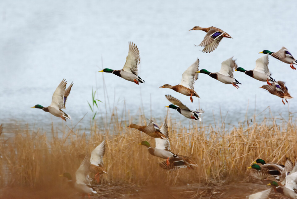 An image of ducks flying up over a pond, presumably startled by a shot