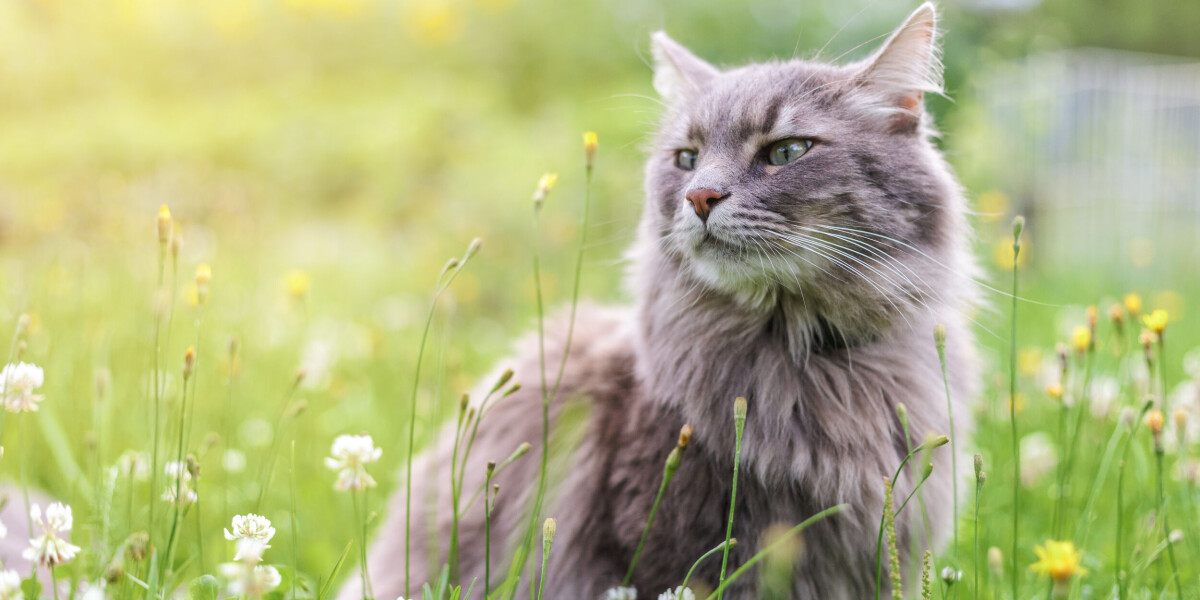 Cat euthanised after being infected with bird flu, a first in france