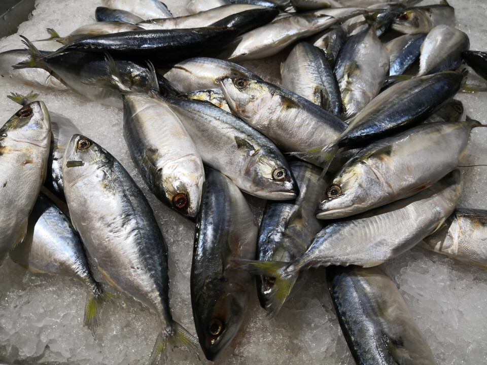 A photo of raw fresh whole tuna fish on ice
