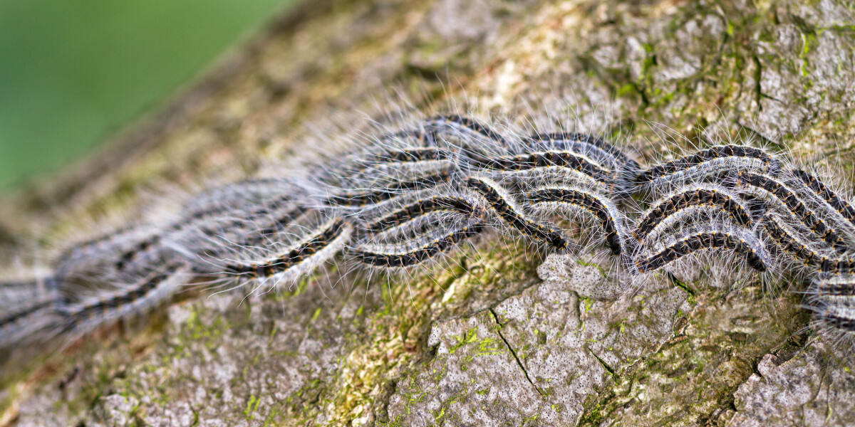 Health warning with france in peak period for dangerous caterpillars