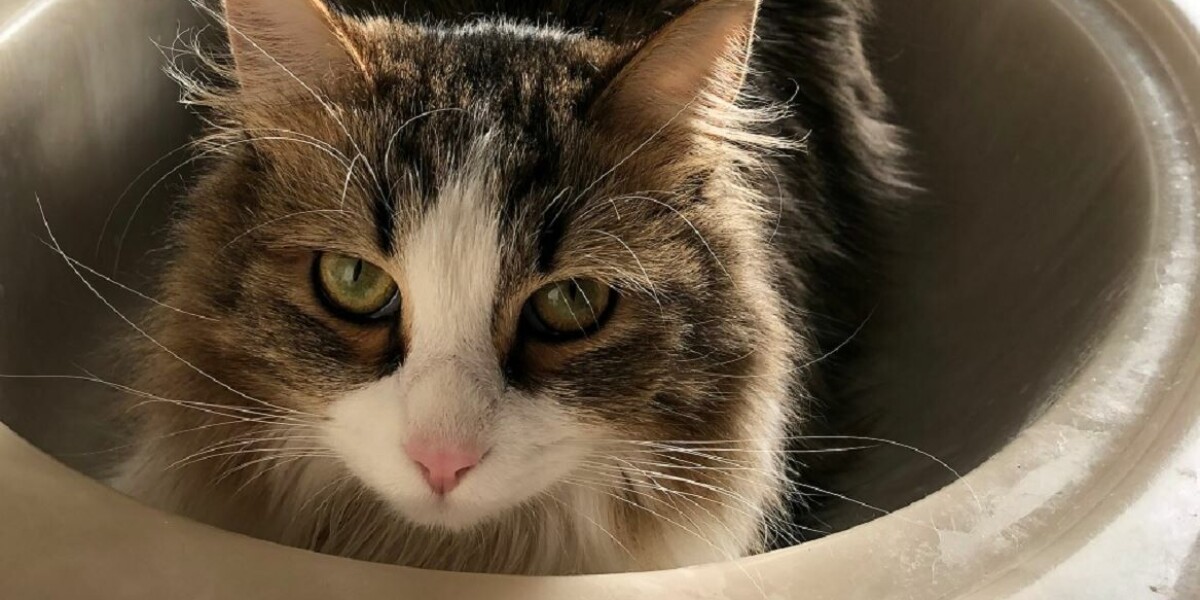 Sncf fined over crushing cat taking refuge under tgv at french station