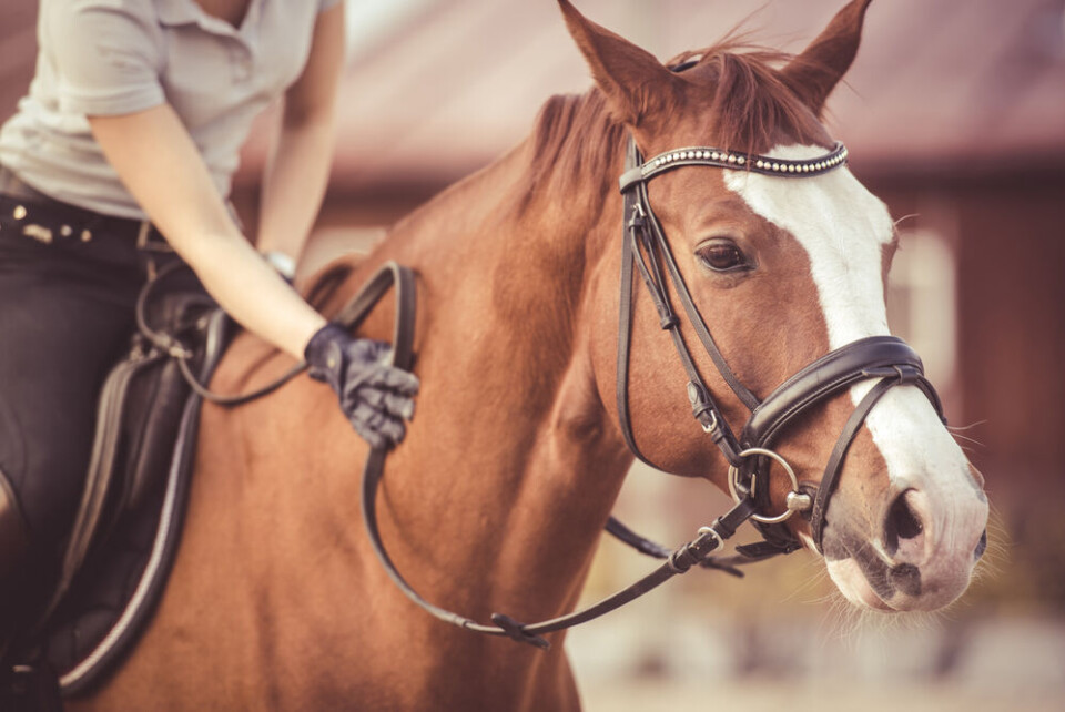 Piotr Zajda / Shutterstock A horse being ridden in a riding centre