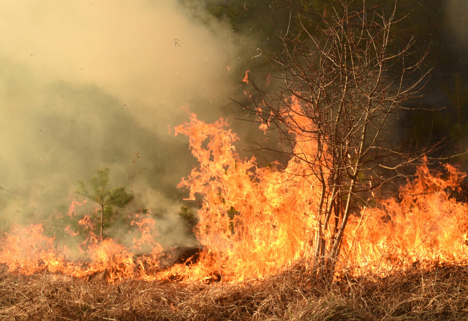A photo of a close-up of a wildfire in a forest