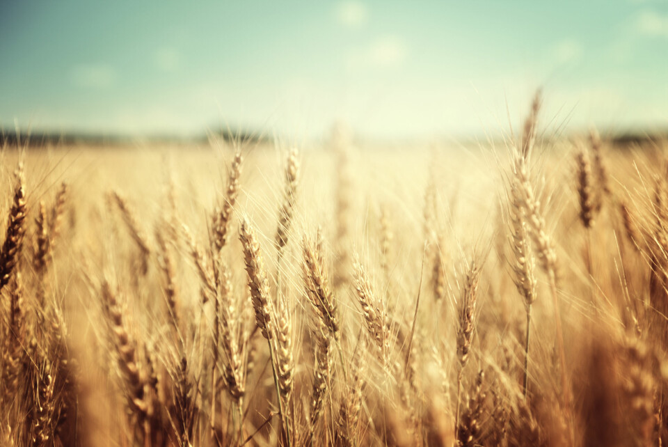 A close up of wheat in a field