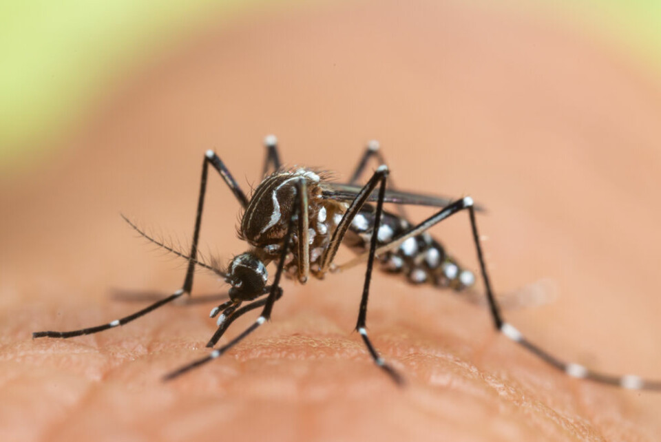 A close-up view of a tiger mosquito on someone's skin
