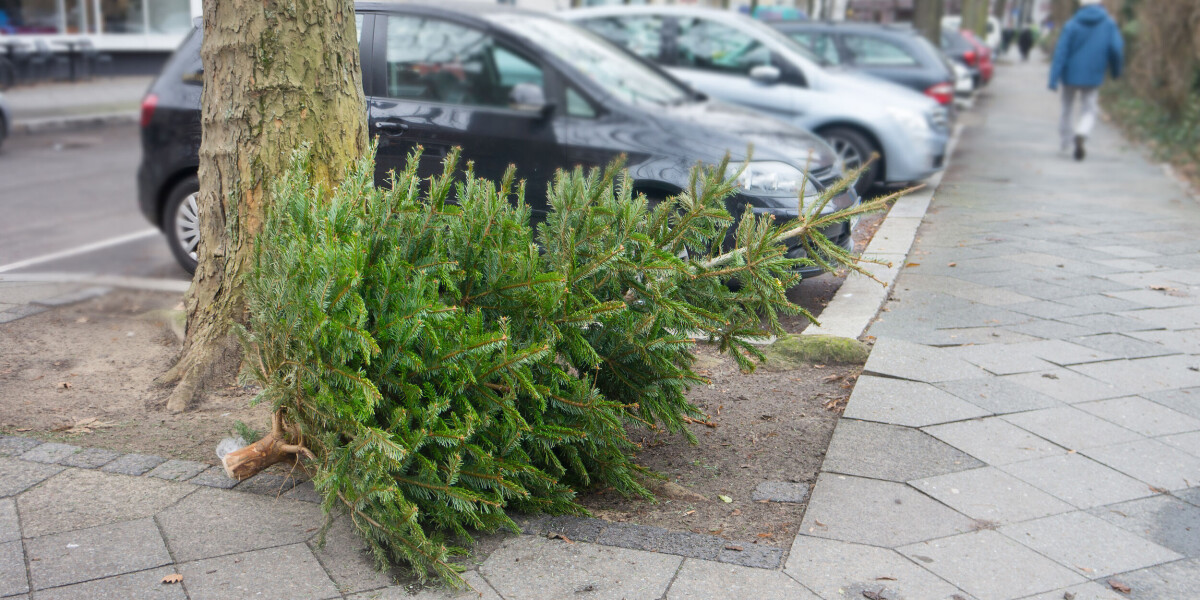 Eight ideas for what to do with your old christmas tree in france