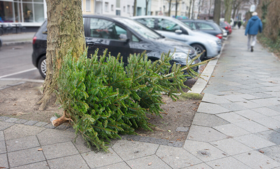 A photo of a discarded Christmas tree on a street