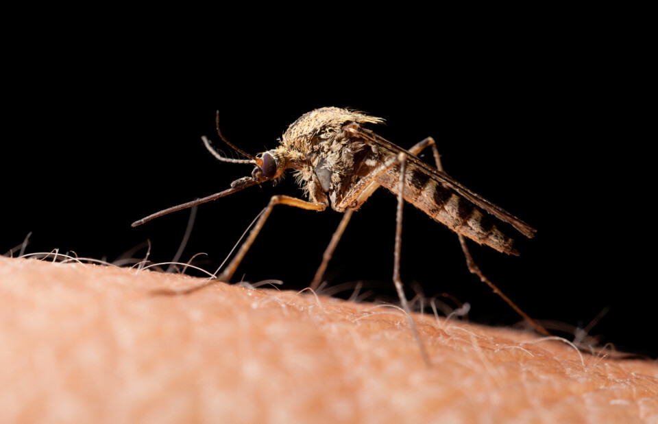 A Culex mosquito ready to bite