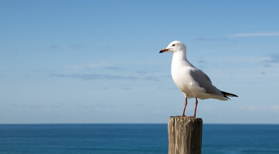 A seagull on a post against a background of sea and sky