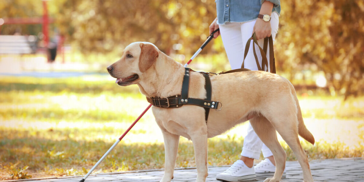 How to become a guide dog trainer in france