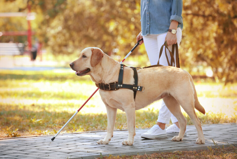 Africa Studio / Shutterstock A Labrador guide dog helping a woman with a white stick to show she is blind