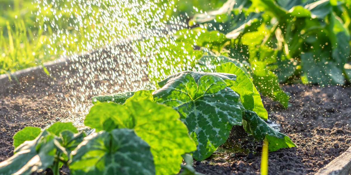 South-west france residents cannot water gardens for three months