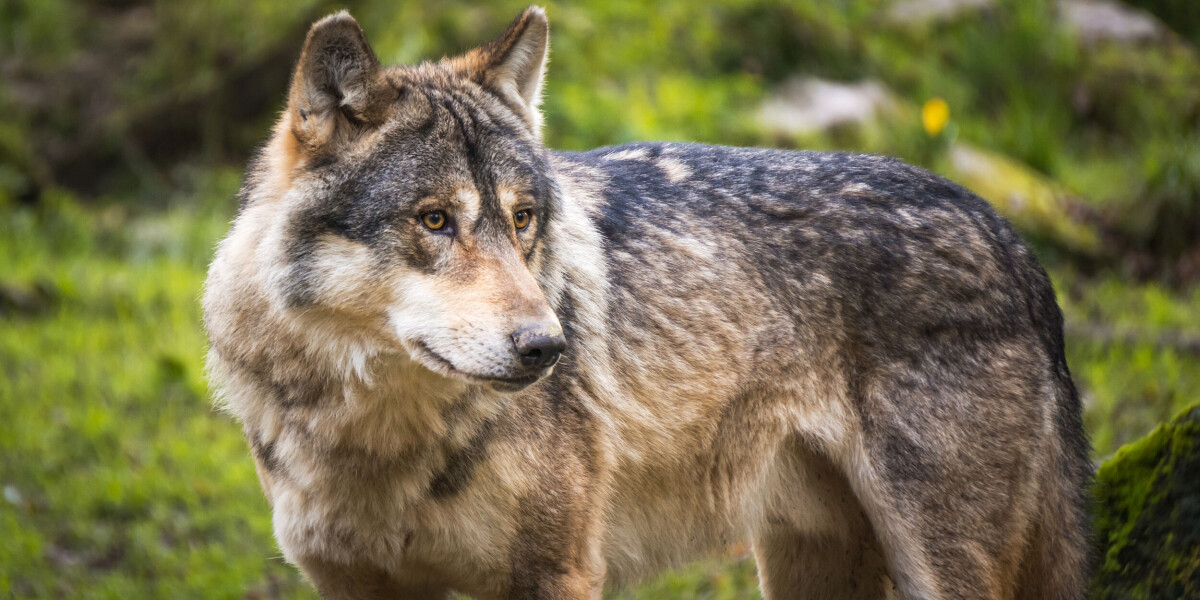 First wolf aggression towards man since animal’s return to france