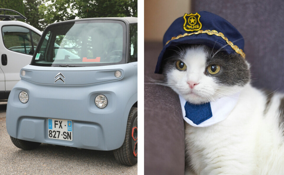 A Citroen Ami electric car, and a cat in a police hat