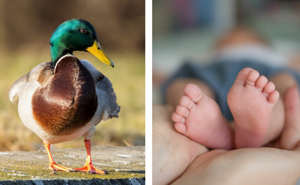 A split image with a duck on one side and baby feet on the other side