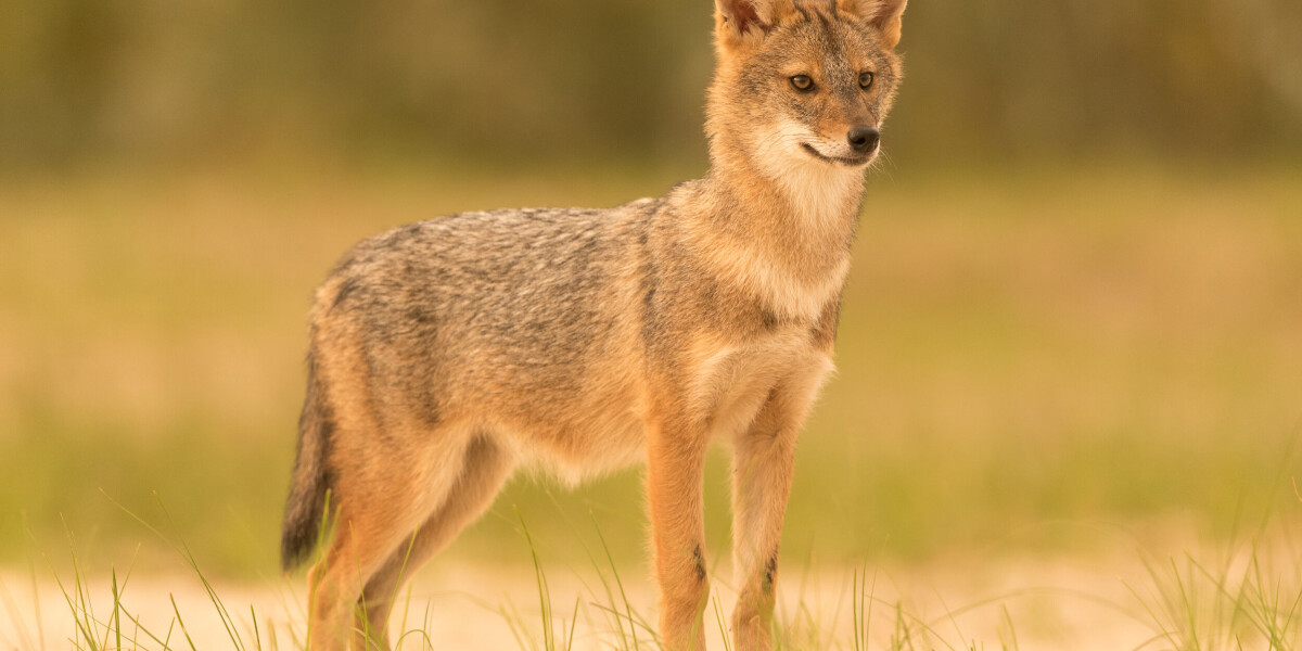 Golden jackal spotted in south-west france for the first time