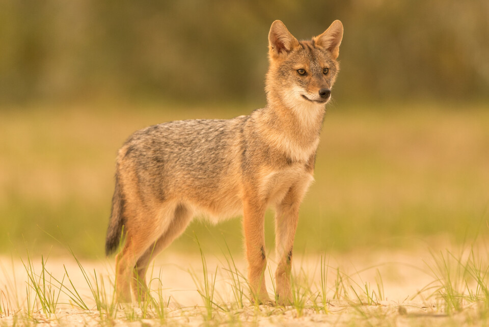 European Golden Jackal