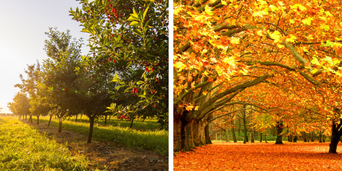 Trees in france bloom like in spring as weather disrupts nature cycles