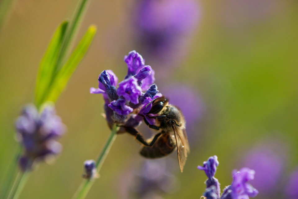 Bee on French lavender