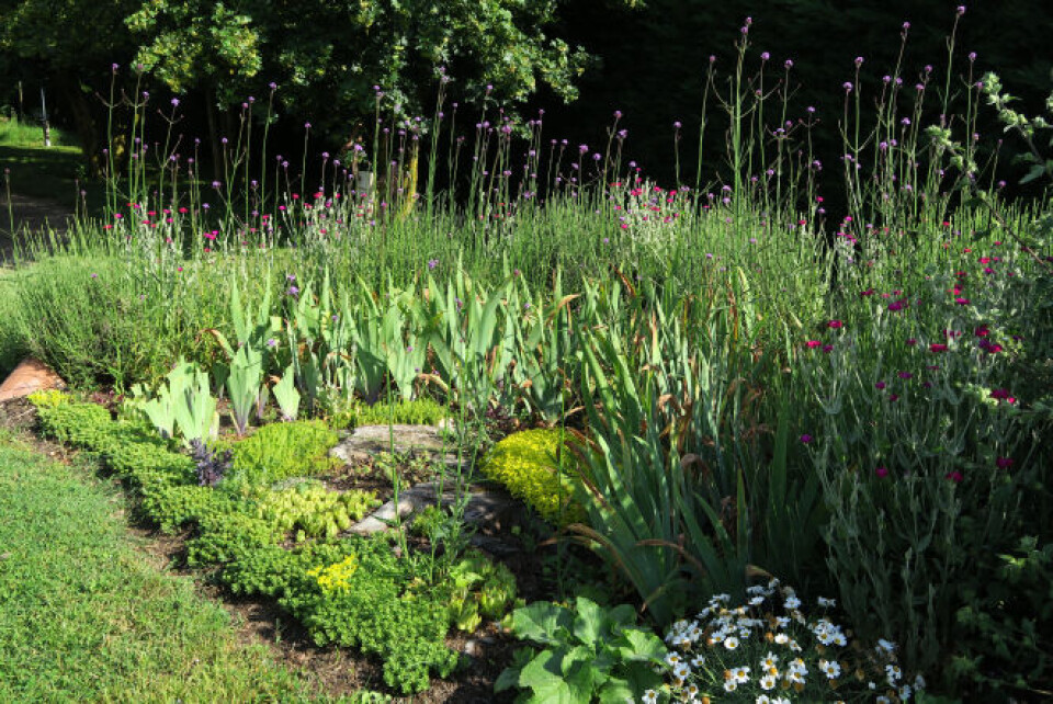 Jardin des Plantes Magiques