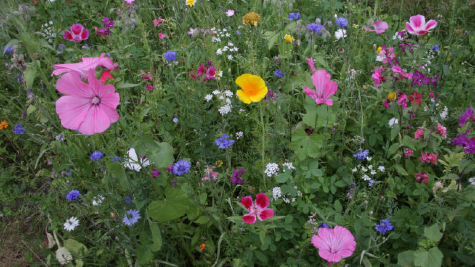 Wild flower zone Jardin des Plantes Magiques