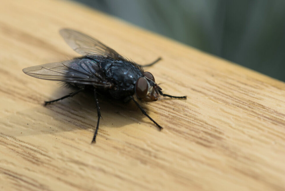 A close up photo of a fly. Why are there so many flies in southwest France now?