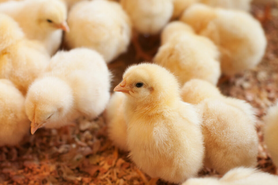 Chicks on a poultry farm. France to ban chick culling and piglet castration from 2022