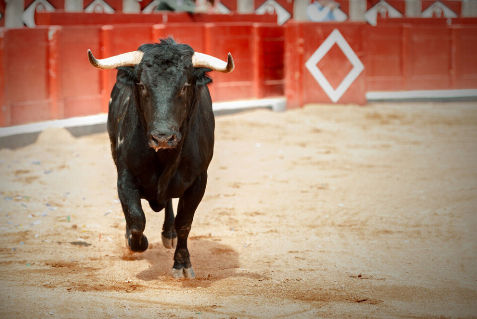 Bull running in fighting arena. Bardot wages poster war with mayor over bullfights in south of France